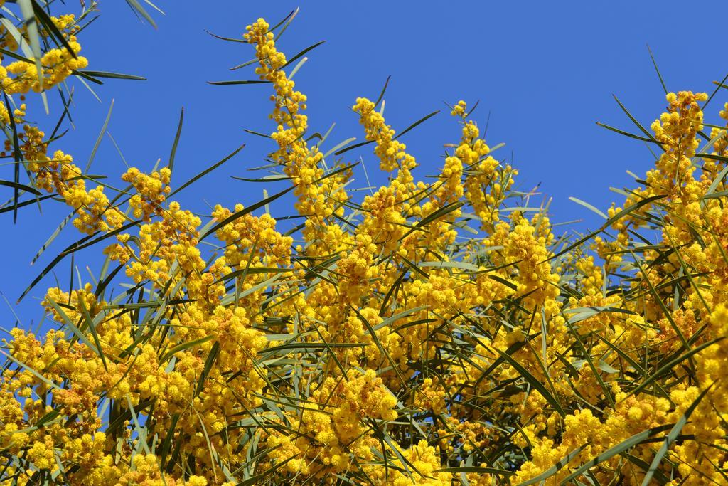 Apartment Mimose